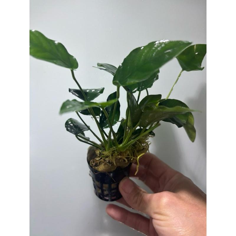 【臥水族】小榕 水草 前景草 盆裝 陰性水草 陰性草不需CO2 水草造景 造景水草 耐熱 不用CO2 低光要求 好養-細節圖2