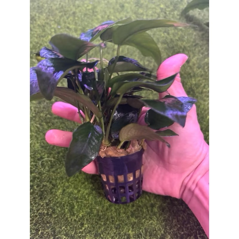 【臥水族】小榕 水草 前景草 盆裝 陰性水草 陰性草不需CO2 水草造景 造景水草 耐熱 不用CO2 低光要求 好養-規格圖2