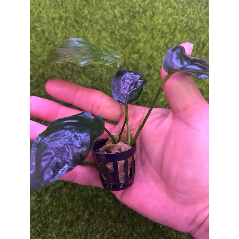 【臥水族】小榕 水草 前景草 盆裝 陰性水草 陰性草不需CO2 水草造景 造景水草 耐熱 不用CO2 低光要求 好養-規格圖2