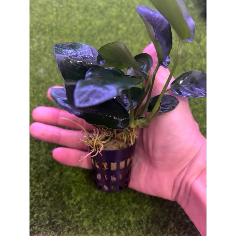 【臥水族】小榕 水草 前景草 盆裝 陰性水草 陰性草不需CO2 水草造景 造景水草 耐熱 不用CO2 低光要求 好養-規格圖2