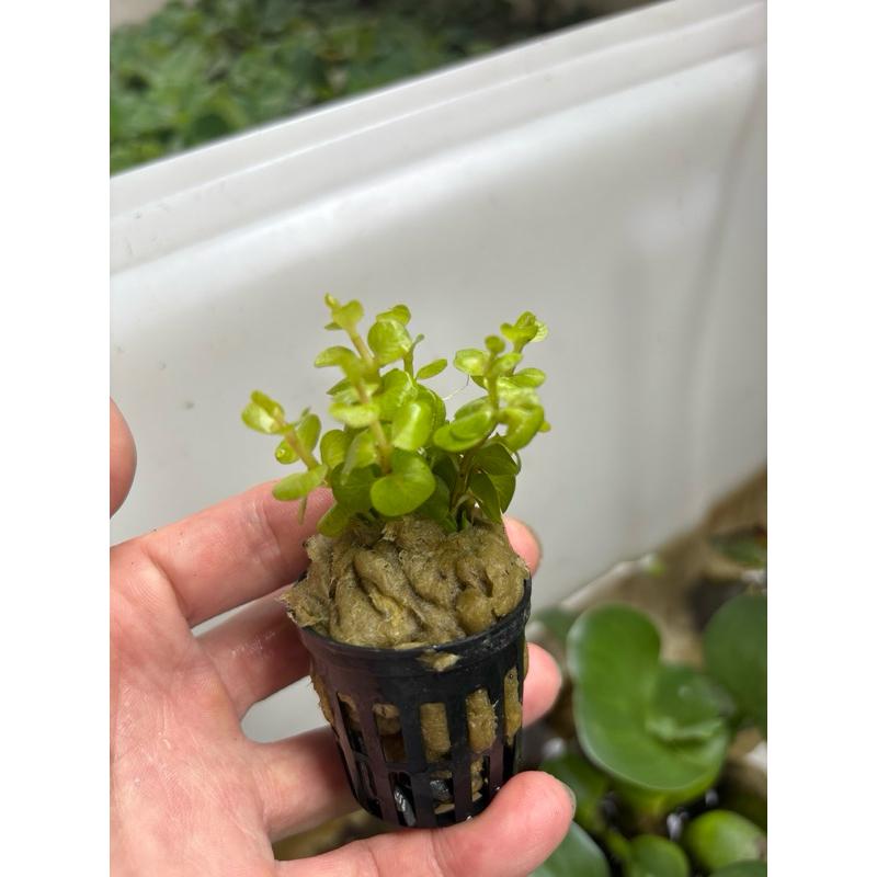 【臥水族】金串錢草  黃金錢  水上葉【一盆】真水草 陀草-細節圖2