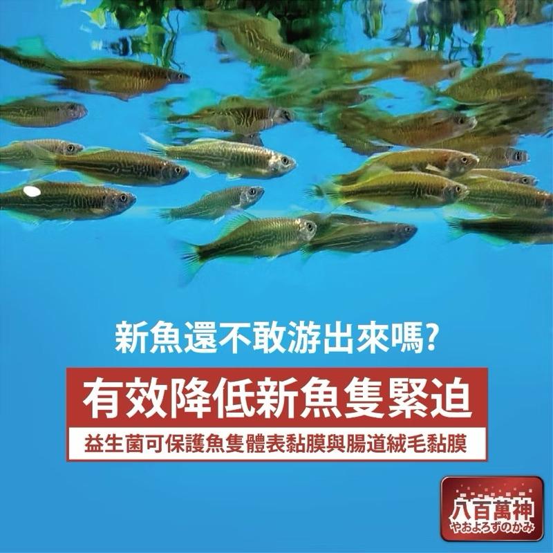 【臥水族】【淡水/海水專用】【八百萬神高階複合菌】【全球專利菌】【27種全相菌種】【八百萬神】【硝化菌】【光合菌】-細節圖6