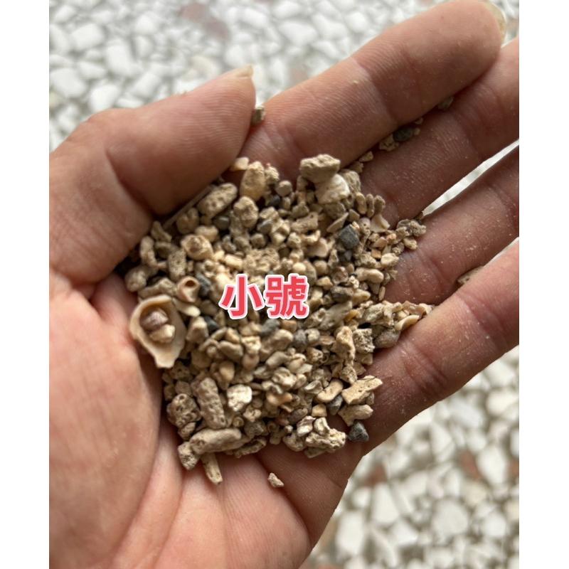 【臥水族】500g 珊瑚骨🌟珊瑚石🌟珊瑚砂🌟菲律賓砂 純天然鹼性 調節穩定PH 天然魚缸底砂用 過濾用 造景 底沙 底材-細節圖2