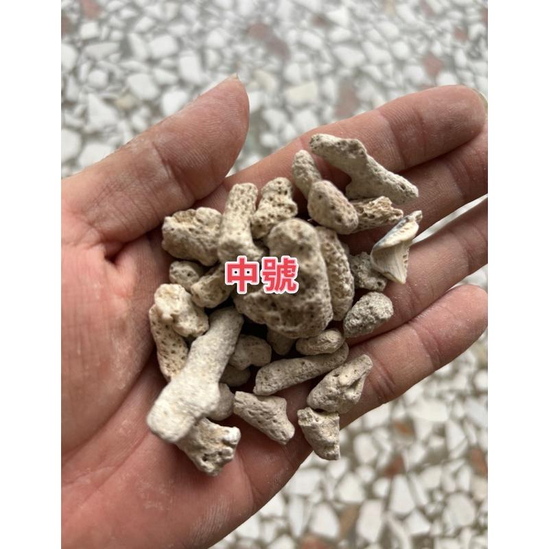 【臥水族】500g 珊瑚骨🌟珊瑚石🌟珊瑚砂🌟菲律賓砂 純天然鹼性 調節穩定PH 天然魚缸底砂用 過濾用 造景 底沙 底材-細節圖3