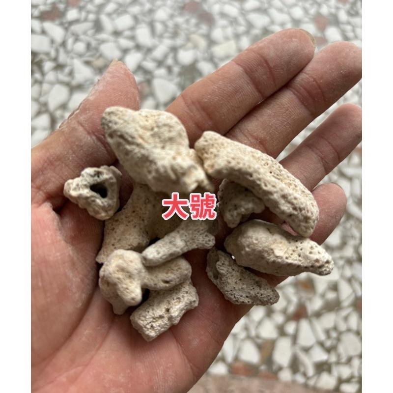 【臥水族】500g 珊瑚骨🌟珊瑚石🌟珊瑚砂🌟菲律賓砂 純天然鹼性 調節穩定PH 天然魚缸底砂用 過濾用 造景 底沙 底材-細節圖4
