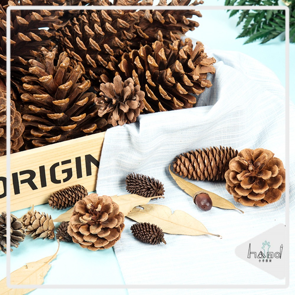 聖誕節松果素材(小顆)／① 必備基礎材料＿ 基本創作基底-規格圖7