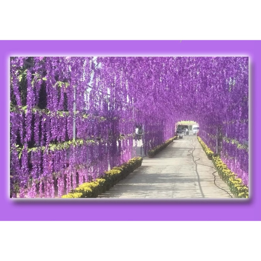 仿真紫藤花佈置品(6支)-細節圖4