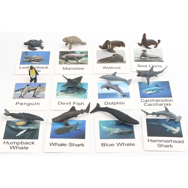 海洋動物模型英文字卡組-細節圖3