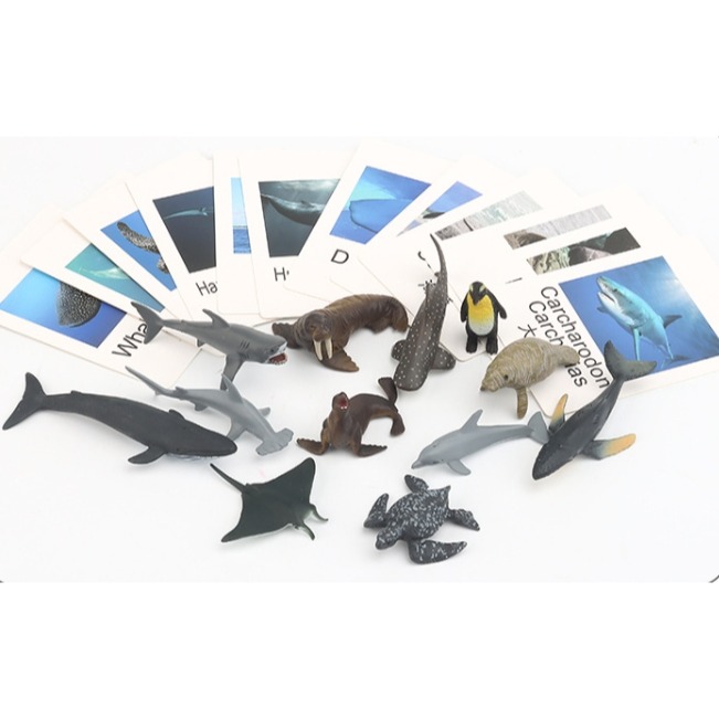 海洋動物模型英文字卡組-細節圖4