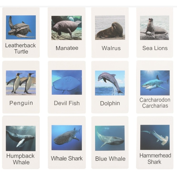 海洋動物模型英文字卡組-細節圖5