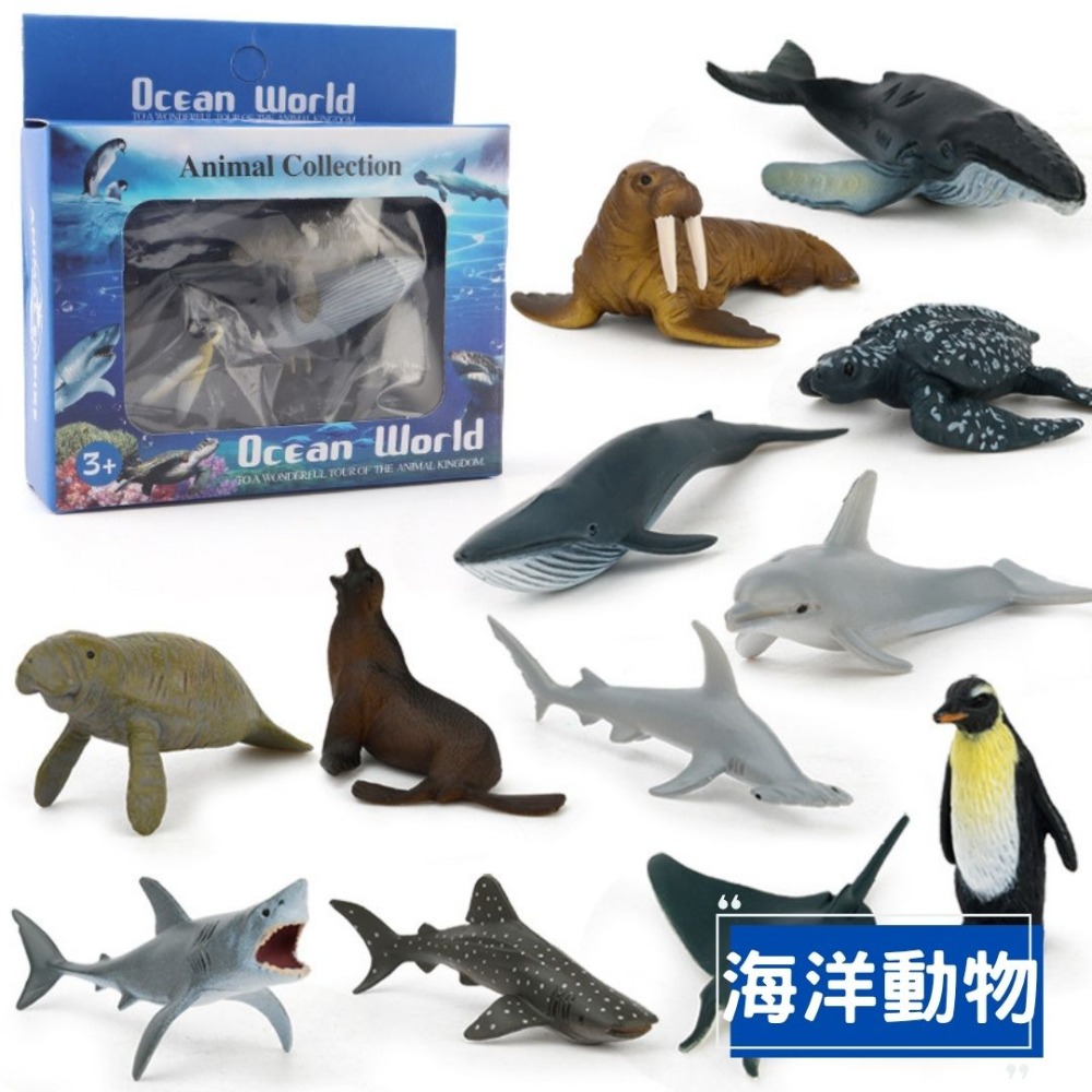 陸地動物模型英文字卡組／⑤ 活動道具-規格圖6