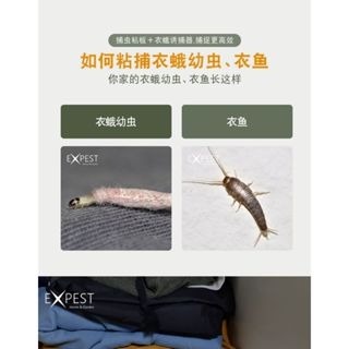 EXPEST 除衣蛾專殺 家用衣蛾誘捕滅小飛蛾家用 一盒兩片裝 生活 滅小飛蟲 室內家用-細節圖2