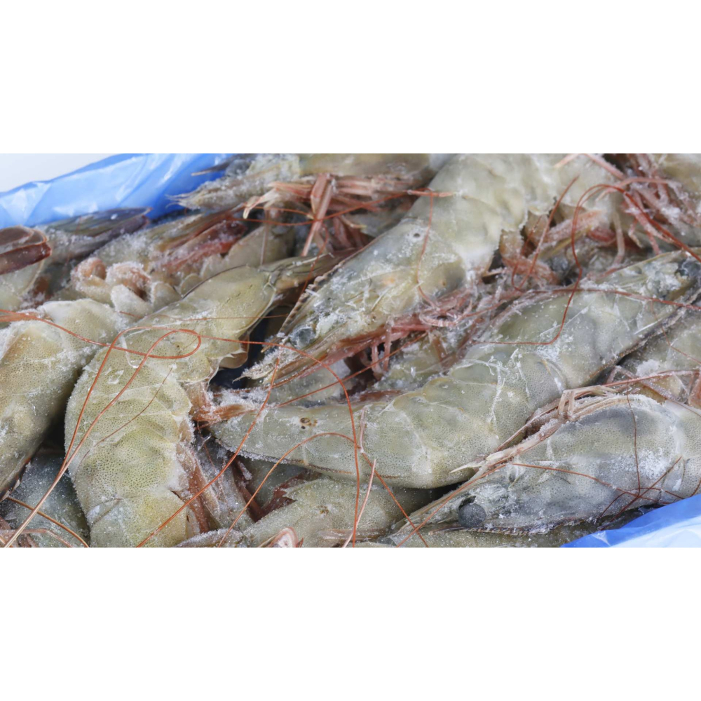 冷凍白蝦-細節圖2