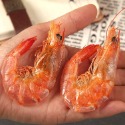 【滿200出貨】即食烤蝦干九節蝦干無鹽斑節蝦竹節蝦海鮮干貨孕婦兒童零食 蝦仁乾 小蝦米 大蝦米 金勾蝦 金鉤蝦 乾蝦米-規格圖6
