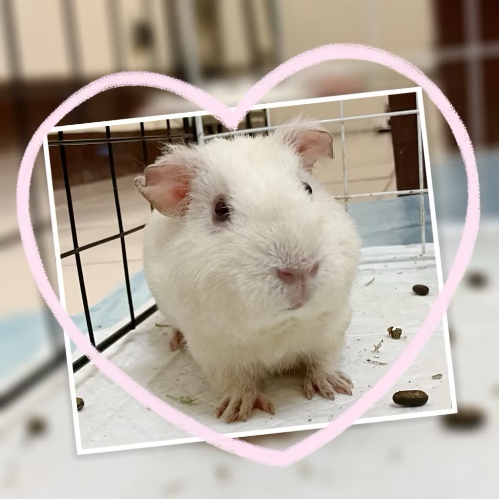 寵物尿布墊吸水乾爽-細節圖10