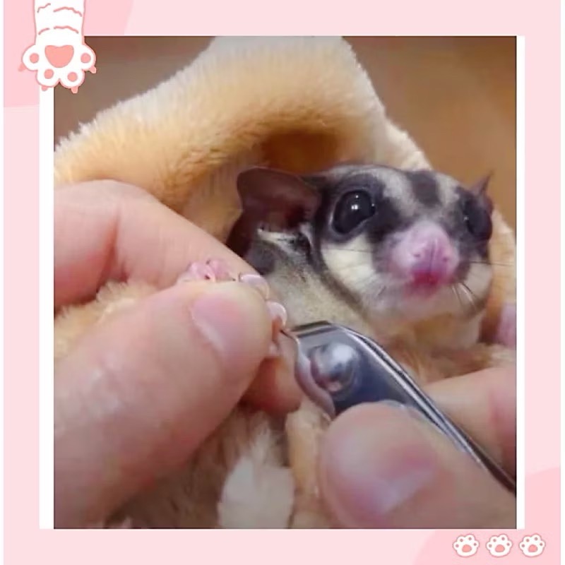 🇹🇼快速⚡️出貨🚚304 不鏽鋼蜜袋鼯專用指甲刀✂️ 斜口剪 鼠類🐭大人小孩皆可用-細節圖2