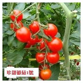 零售_番茄蕃茄種子(萬壽蕃茄+蕃茄1號32號+紅康番茄+紫黑番茄+綠番茄+金黃色橙蜜香