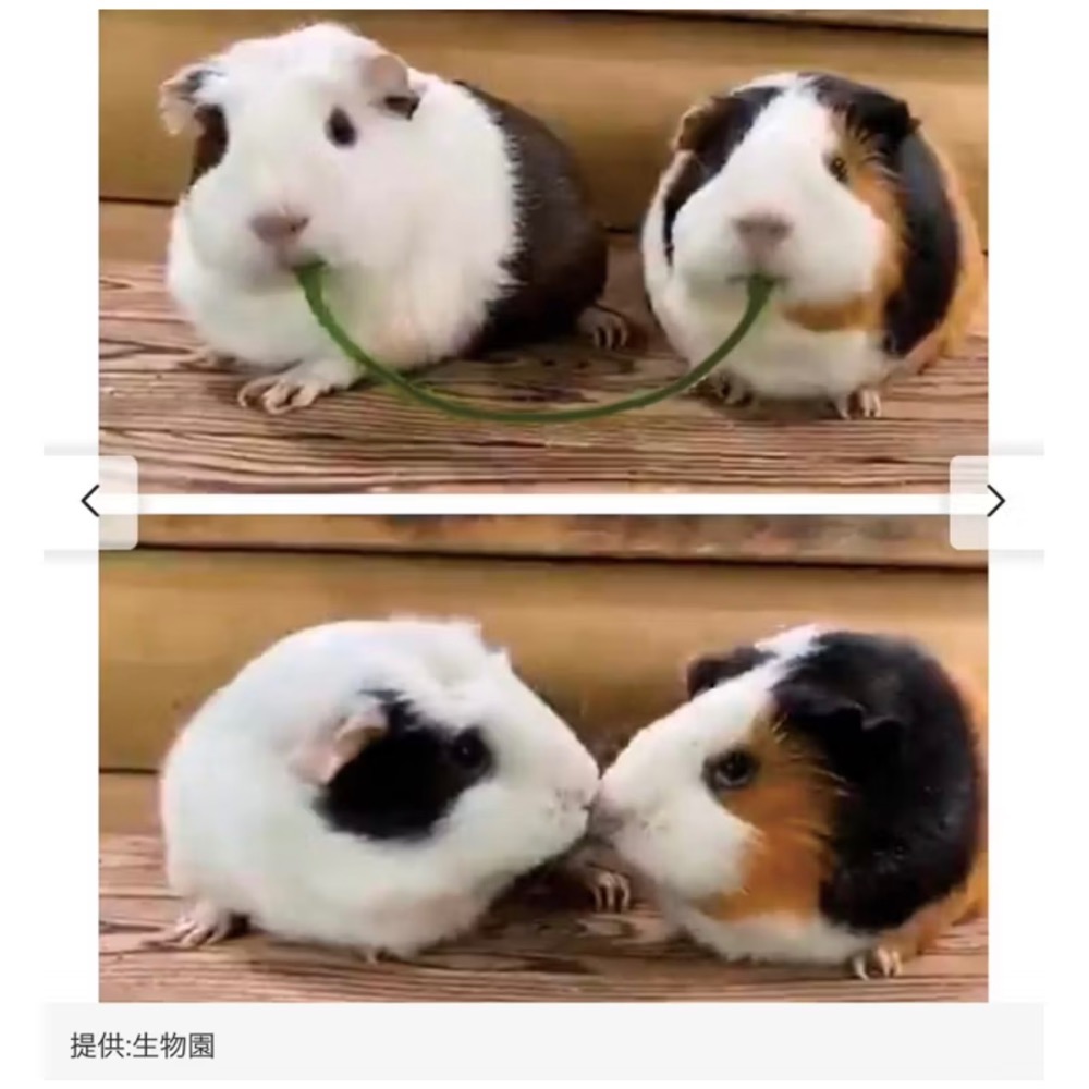 FELISSIMO【YOU+MORE!】天竺鼠吃草造型抽繩束口化妝包 收納包 小包 豚鼠 倉鼠🐹 鼠鼠-細節圖9