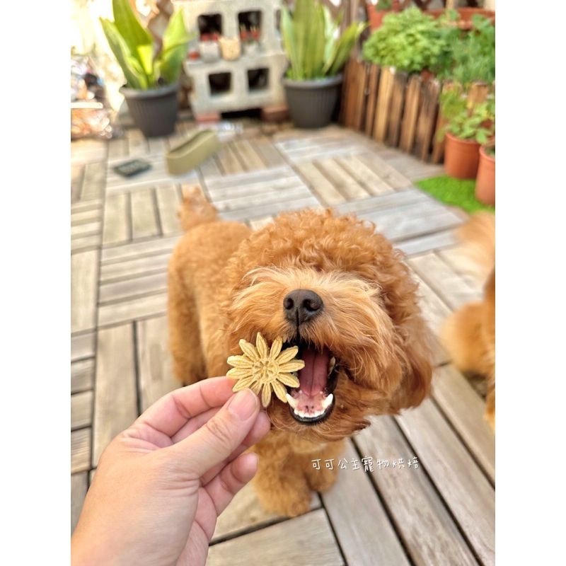 瑪格麗特酥💕🐾小公主寵物烘培🐾💕貓狗寵物零食/雞肉條/訓練獎勵/雞肉乾/手做餅乾/狗聚/交換禮物磨牙/露營野餐-細節圖6