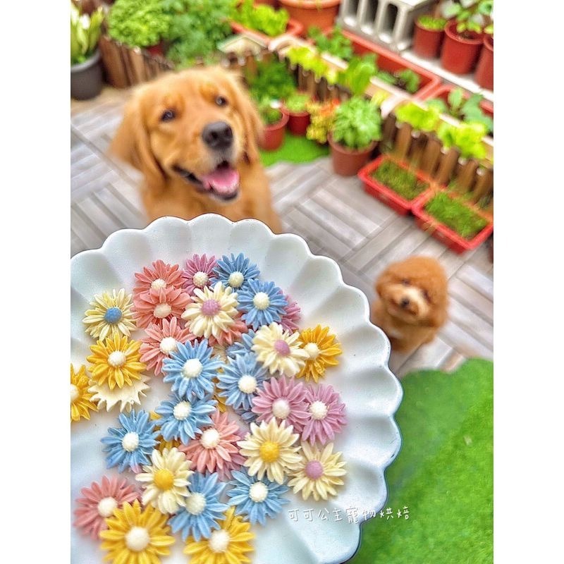 雛菊羊奶片💕🐾小公主寵物烘培🐾💕寵物羊奶/寵物零食/雞肉條/訓練獎勵/貓狗零食/手作零食/手做點心-細節圖2