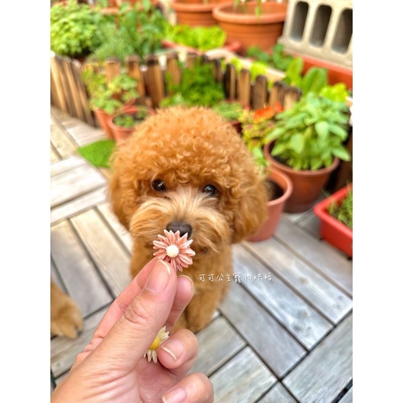 雛菊羊奶片💕🐾小公主寵物烘培🐾💕寵物羊奶/寵物零食/雞肉條/訓練獎勵/貓狗零食/手作零食/手做點心-細節圖5