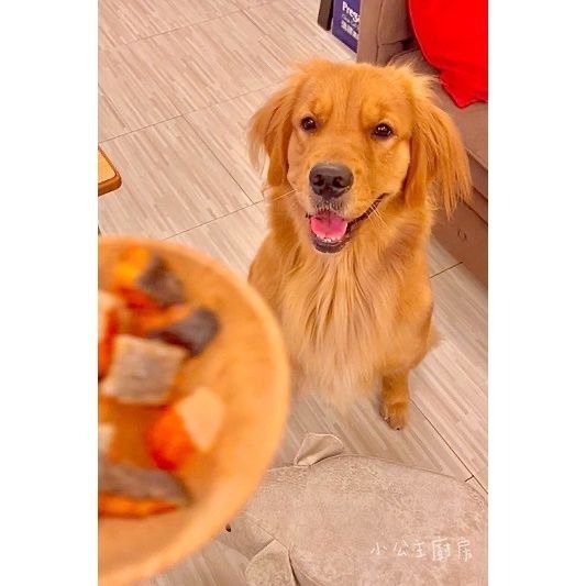 骰子鮭魚💕🐾小公主寵物烘焙🐾💕鮭魚一口酥/鮭魚塊/帶皮鮭魚乾/三文魚/寵物零食/雞肉條/訓練獎勵/貓狗零食/手作-細節圖4