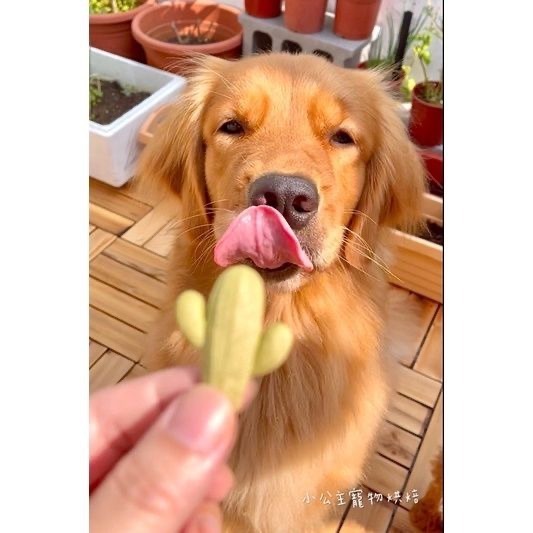 波菜仙人掌💕🐾小公主寵物烘培🐾💕寵物零食/雞肉乾/訓練獎勵/貓狗零食/手作零食/狗聚/交換禮物/磨牙-細節圖4