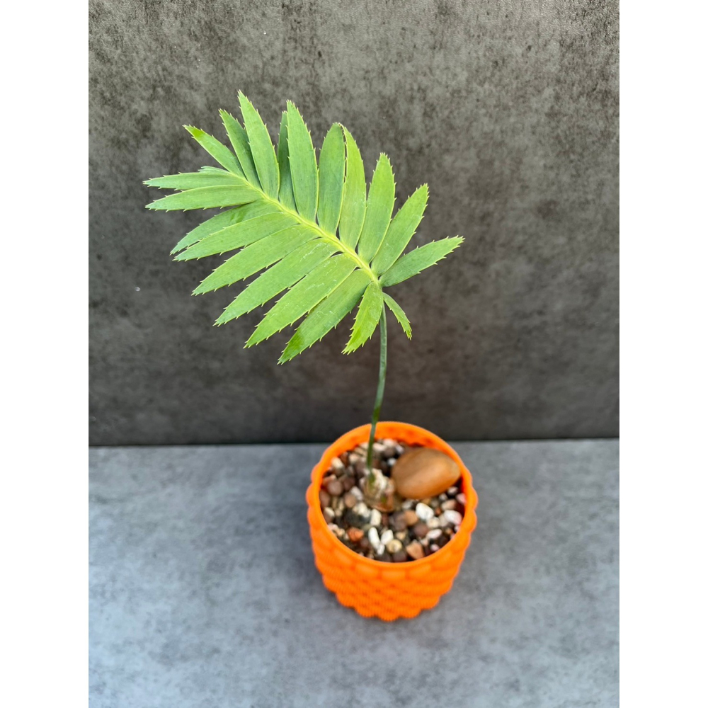 【屋頂叢林】Dioon spinulosum 巨大雙子蘇鐵-細節圖2