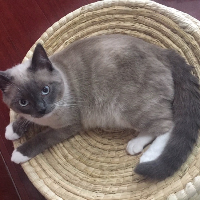 🍀台灣現貨🍀貓窩 貓咪 貓咪草窩 多功能貓窩 天然草編睡窩 貓咪睡窩 草編貓窩  寵物睡窩 貓奴 貓咪玩具 天然 磨-細節圖8