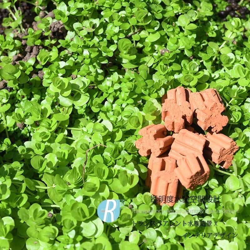 透明度 TRN｜AQUARIO neo｜MEDIA SOFT 優質酸性濾材｜5L｜多孔性 培菌石 培菌環 陶瓷環-細節圖6