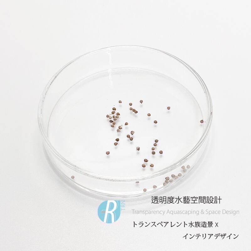 透明度 TRN｜Dorstenia foetida f. variegata 錦葉琉桑｜種子-細節圖2