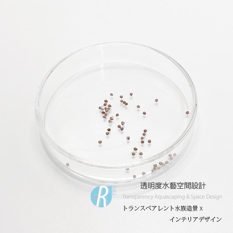 透明度 TRN｜Dorstenia horwoodii×Dorstenia lavrani｜霍伍迪×拉弗雷尼琉桑｜種子-細節圖2