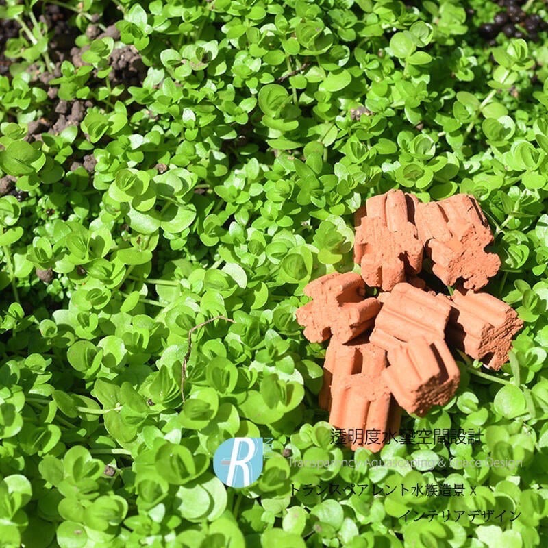 透明度 TRN｜AQUARIO neo｜MEDIA PURE 優質中性濾材｜60g｜多孔性 培菌石 培菌環 陶瓷環-細節圖5