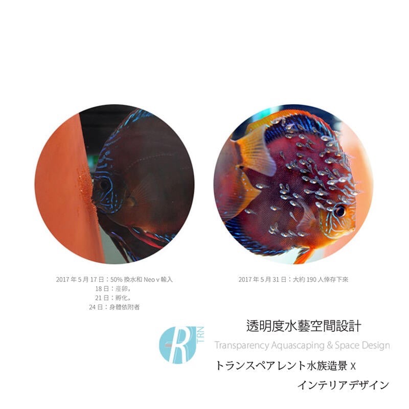 透明度 TRN｜AQUARIO neo｜V 水質安定產卵促進液｜300ml｜黑水 軟水 降酸 揚色 改善食慾 降硝酸鹽-細節圖2