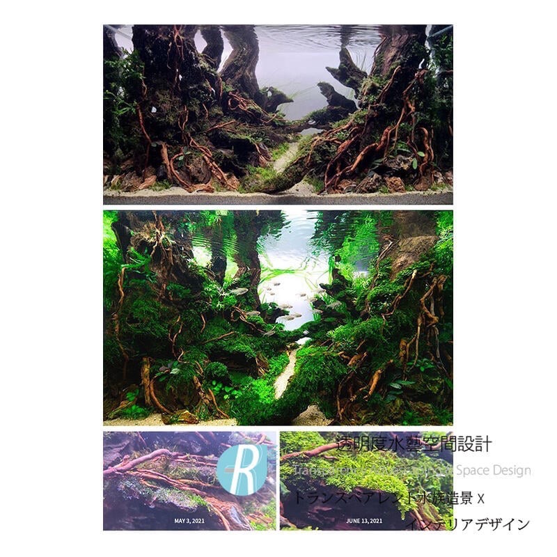 透明度 TRN｜AQUARIO neo｜essence 水草精華露｜300ml｜水草營養液 促進發色 辣椒榕 神秘草-細節圖2