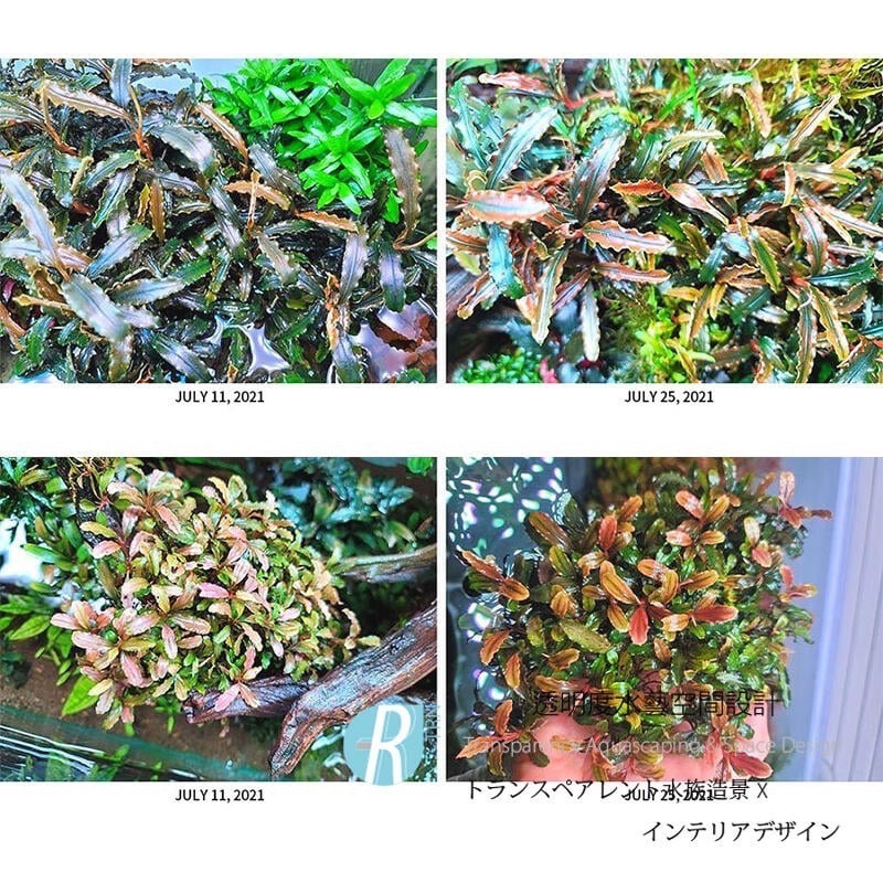 透明度 TRN｜AQUARIO neo｜essence 水草精華露｜300ml｜水草營養劑 促進發色 辣椒榕 神秘草-細節圖3