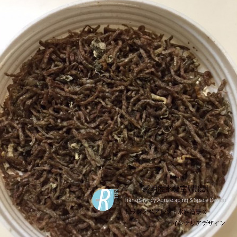 透明度 TRN｜COMET 可美多｜乾燥線蚯蚓飼料｜浮上性｜絲蚯蚓｜12g-細節圖2