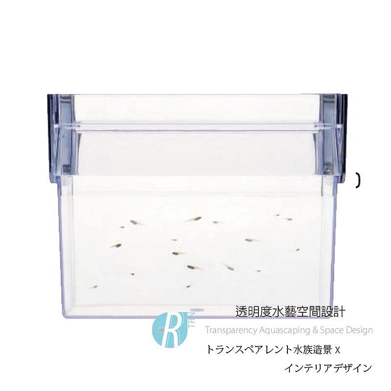 透明度 TRN｜GEX 五味｜青鱂元氣 幼魚隔離培育養殖盒｜孵育盒 飼育盒 隔離盒 繁殖盒-細節圖8