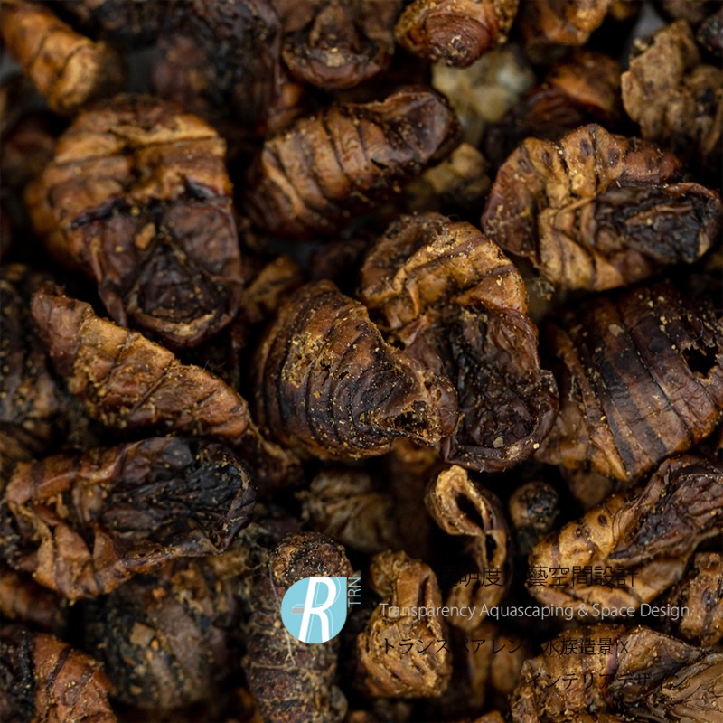 透明度 TRN｜Tropical 德比克｜KOI 錦鯉蟬蛹乾飼料｜浮上性｜全蟲｜1L-細節圖2