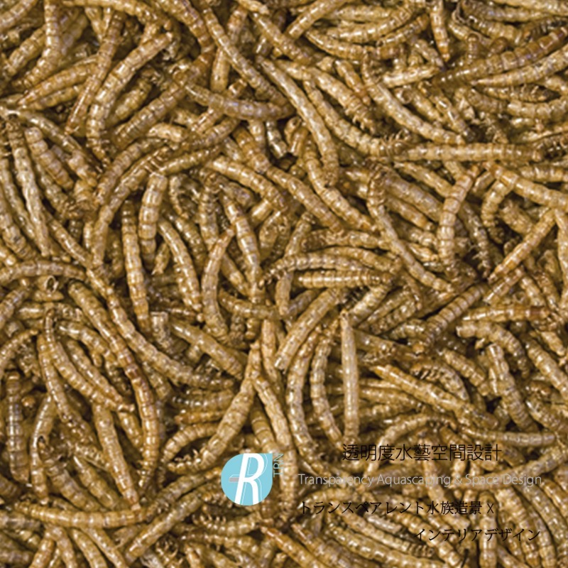 透明度 TRN｜Tropical 德比克｜MEALWORMS 100%純天然麵包蟲乾飼料｜浮上性｜全蟲｜100ml-細節圖2