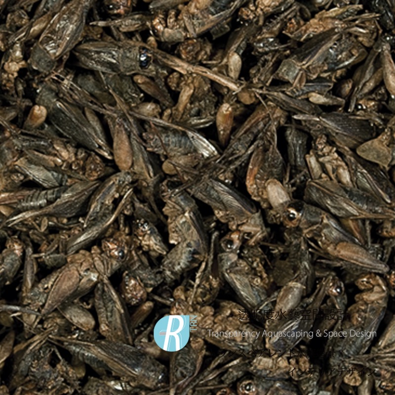 透明度 TRN｜Tropical 德比克｜CRICKETS 100%純天然乾燥蟋蟀飼料｜浮上性｜全蟲｜100ml-細節圖2