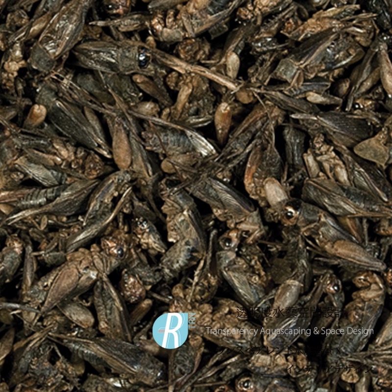 透明度 TRN｜Tropical 德比克｜CRICKETS 100%純天然乾燥蟋蟀飼料｜浮上性｜全蟲｜250ml-細節圖2