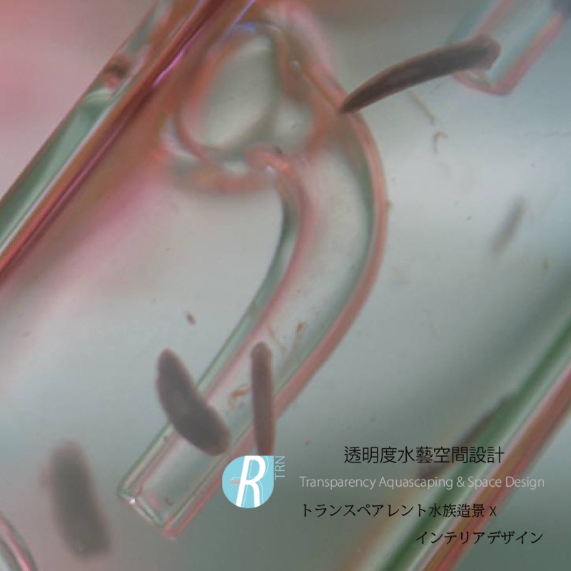 透明度 TRN｜iSTA 伊士達｜Planaria Trap｜渦蟲捕捉器-細節圖2