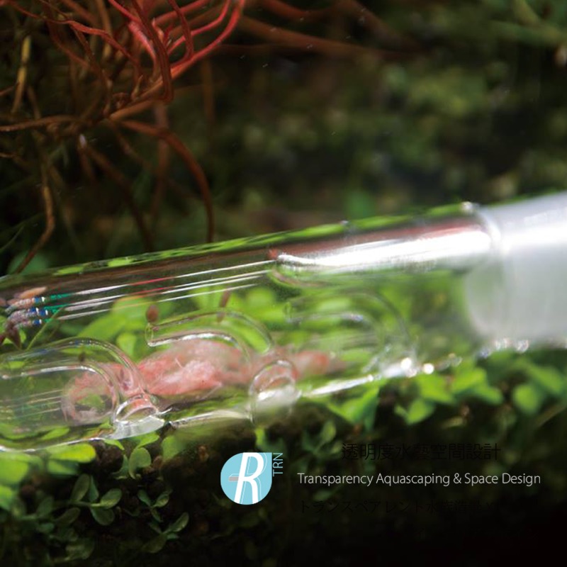 透明度 TRN｜iSTA 伊士達｜Planaria Trap｜渦蟲捕捉器-細節圖3