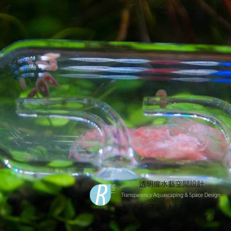 透明度 TRN｜iSTA 伊士達｜Planaria Trap｜渦蟲捕捉器-細節圖4