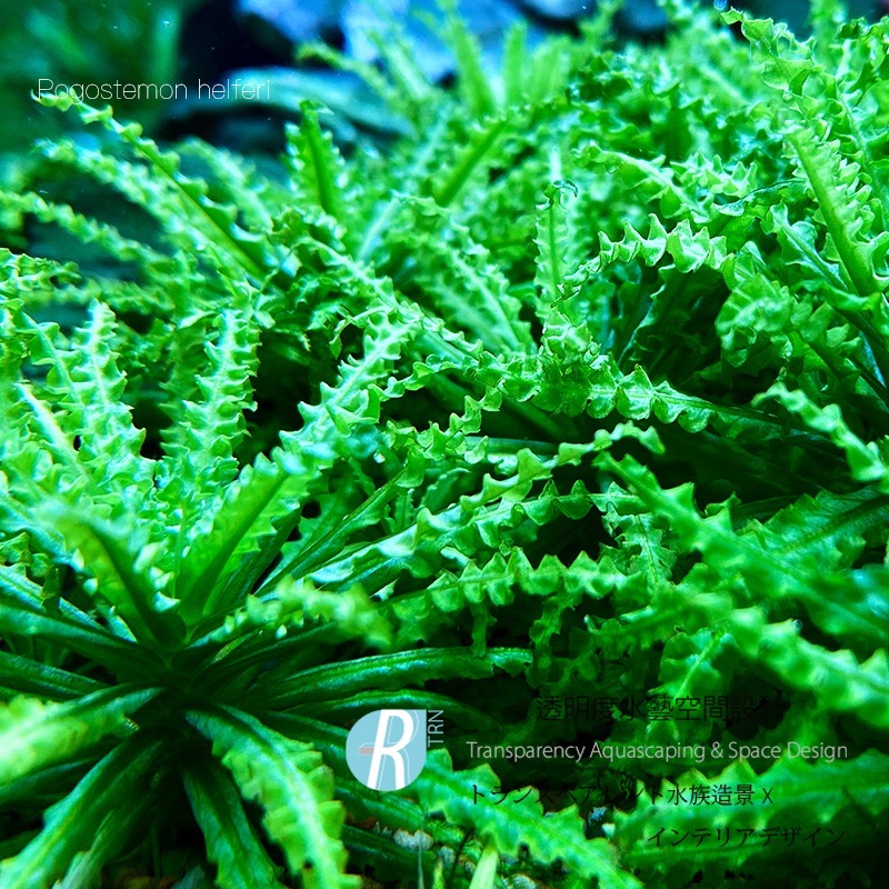 透明度 TRN｜Pogostemon helferi 噴泉太陽 小｜前/中景水草-細節圖2