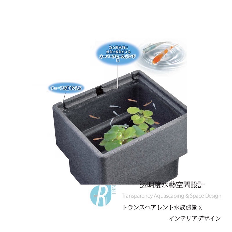 透明度 TRN｜GEX 五味｜メダカ元気 舒適飼養箱｜M｜15L｜保溫魚箱 戶外水缸-細節圖3