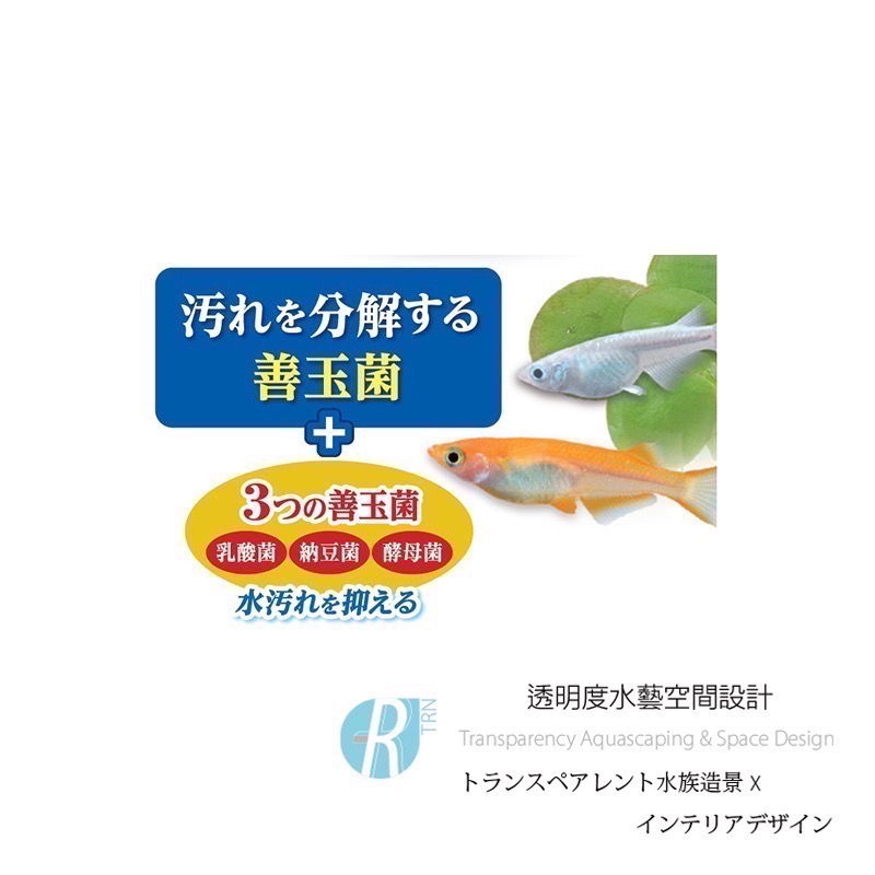 透明度 TRN｜GEX 五味｜メダカ元気 善玉菌孔雀燈科小型魚飼料｜緩沉性｜細顆粒｜40g-細節圖2