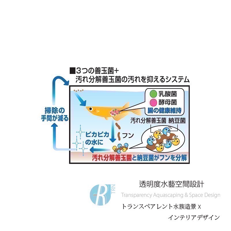 透明度 TRN｜GEX 五味｜メダカ元気 善玉菌孔雀燈科小型魚飼料｜緩沉性｜細顆粒｜40g-細節圖4