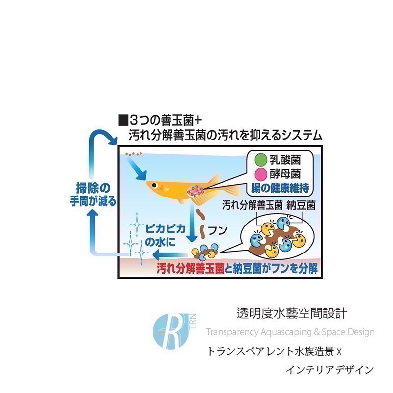 透明度 TRN｜GEX 五味｜メダカ元気 善玉菌孔雀燈科小型魚飼料｜緩沉性｜細顆粒｜40g-細節圖4